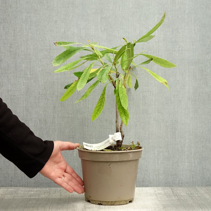 Esemplare di Telopea speciosissima White Vaso da 4L/5L come consegnato in autunno