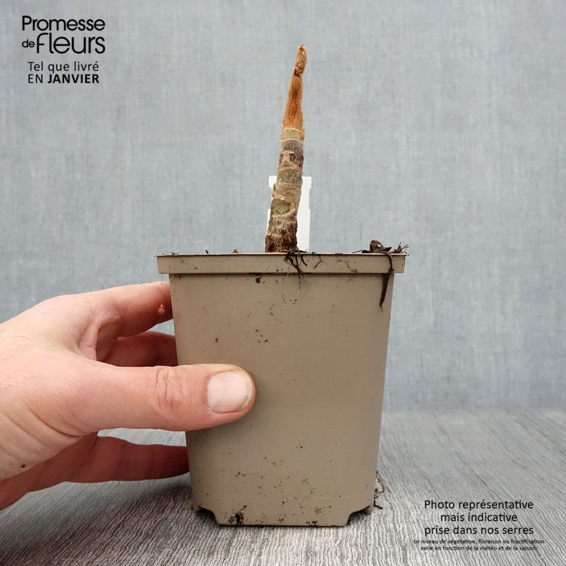 Tetrapanax papyrifera Rex Vaso da Ø 10 cm/11 cm esemplare consegnato in inverno