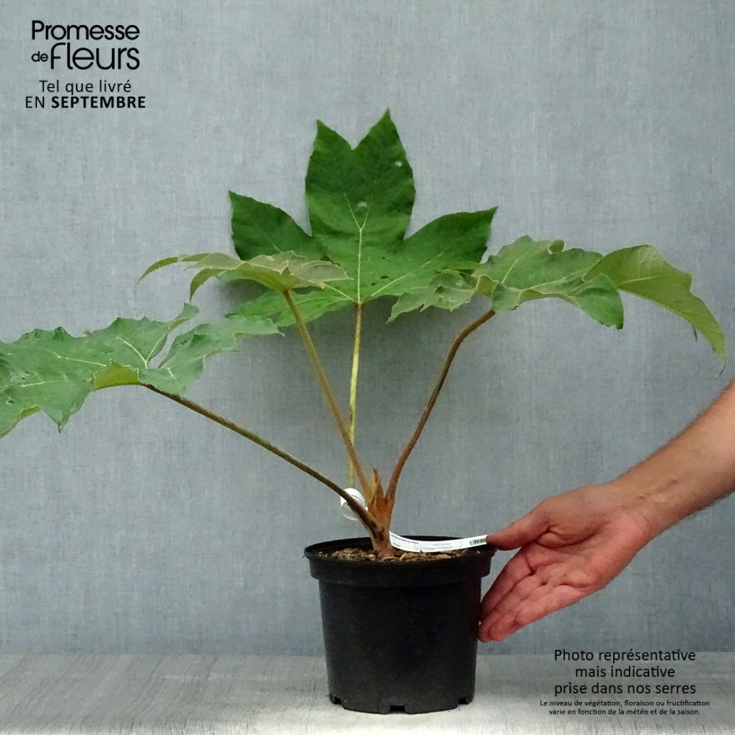 Esemplare di Tetrapanax papyrifera Rex Vaso da 3L/4L come consegnato in autunno