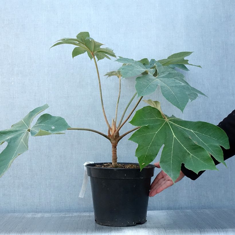Esemplare di Tetrapanax papyrifera Rex Vaso da 6L/7L come consegnato in autunno