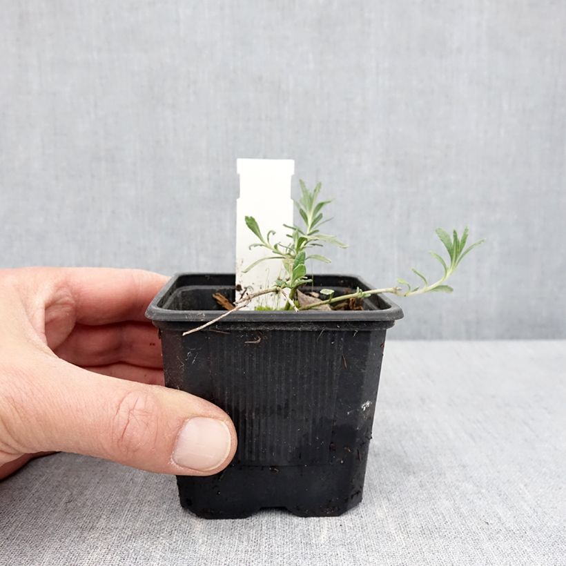 Teucrium ackermannii Vasetto da 8/9 cm esemplare consegnato in primavera