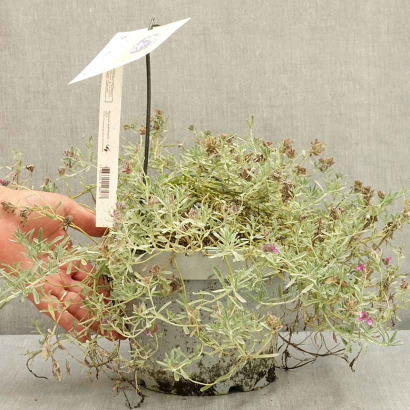 Esemplare di Teucrium ackermannii Vaso da 3L/4L consegnato in estate