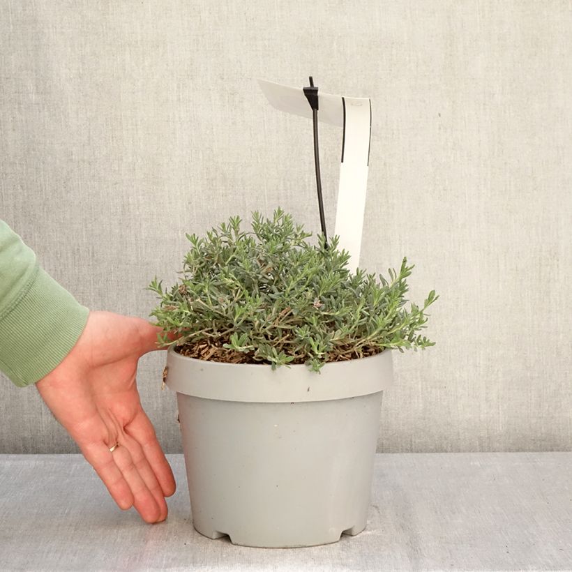 Teucrium ackermannii Vaso da 3L/4L esemplare consegnato in inverno