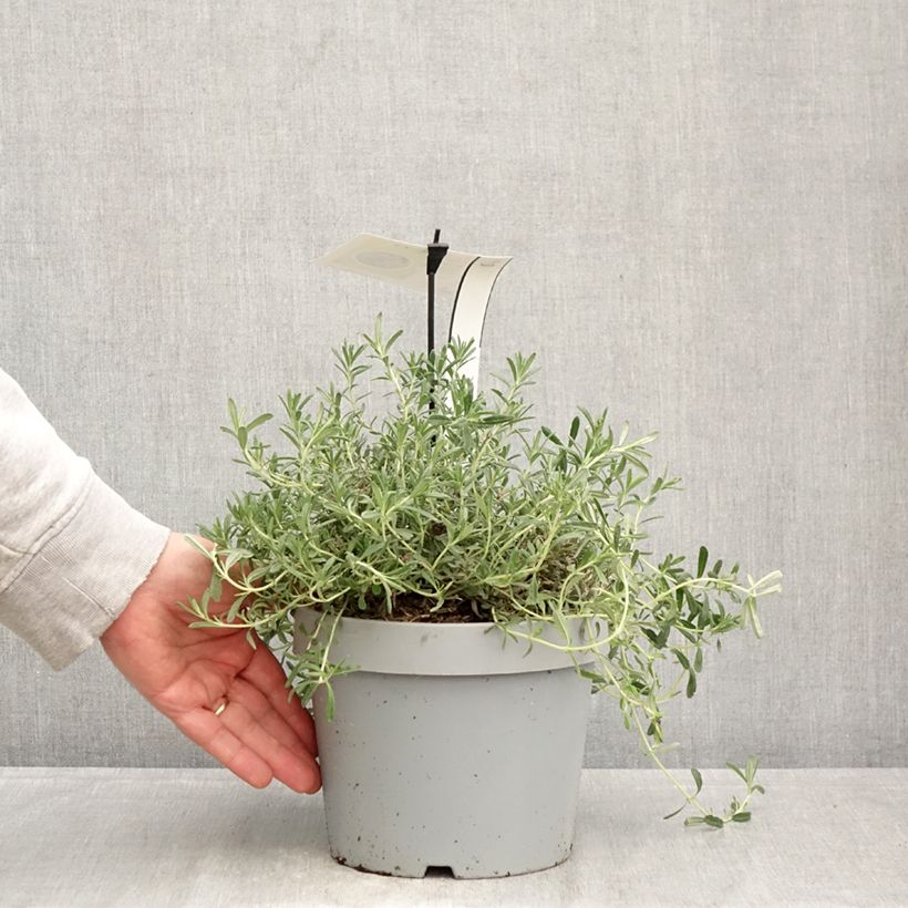 Teucrium ackermannii Vaso da 3L/4L esemplare consegnato in primavera