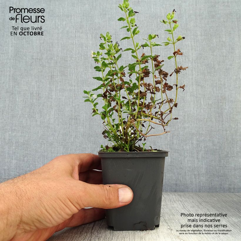 Esemplare di Teucrium chamaedrys Alba - Camedrio comune Vasetto da 8/9 cm come consegnato in autunno
