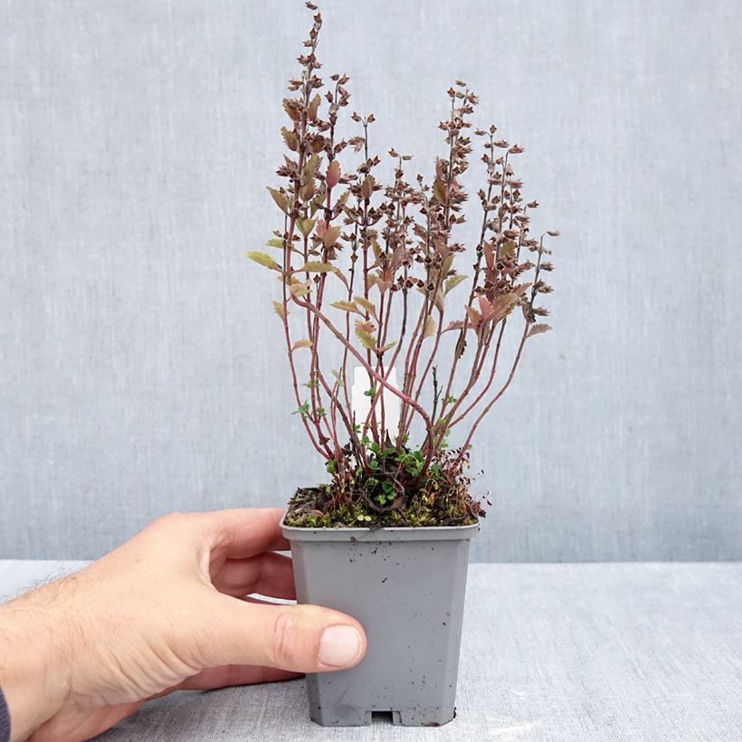 Esemplare di Teucrium chamaedrys Wild Form - Camedrio comune Vasetto da 8/9 cm come consegnato in autunno