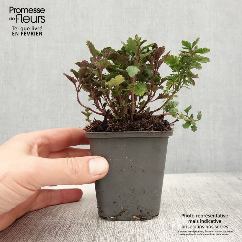 Teucrium chamaedrys Wild Form - Camedrio comune Vasetto da 8/9 cm esemplare consegnato in inverno
