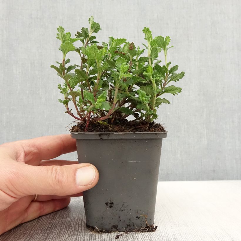 Teucrium chamaedrys Wild Form - Camedrio comune Vasetto da 8/9 cm esemplare consegnato in primavera