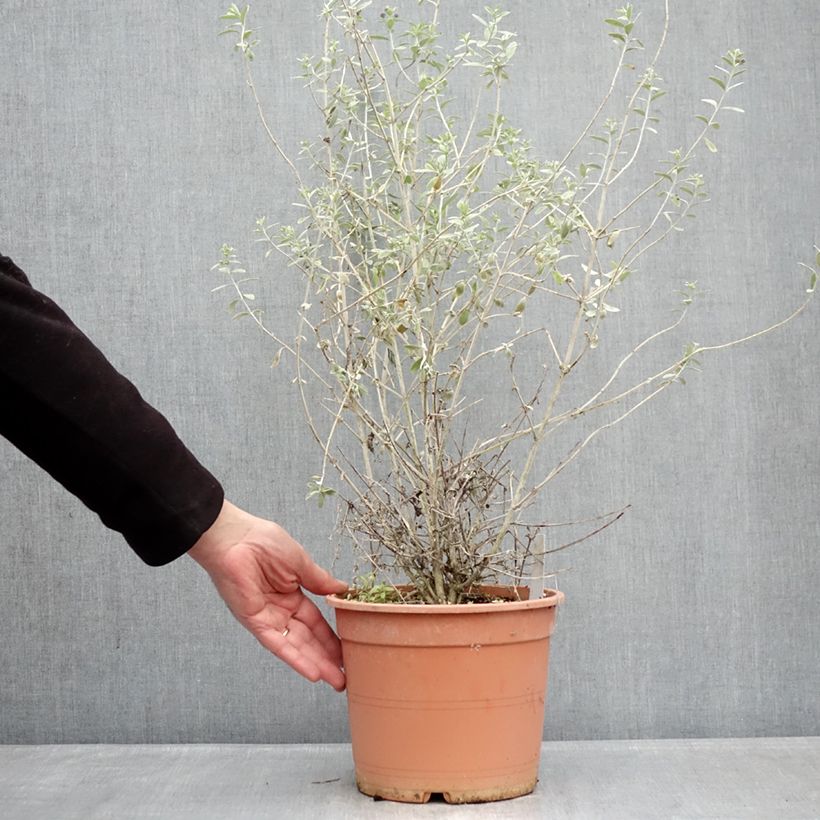 Teucrium fruticans Azureum Vaso da 4L/5L esemplare consegnato in inverno