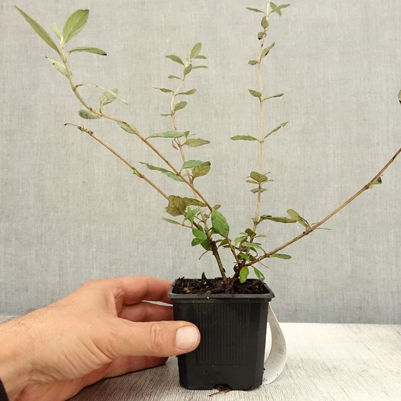 Esemplare di Teucrium fruticans Selection Erecta Vasetto da 8/9 cm come consegnato in autunno