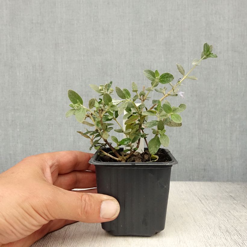 Teucrium fruticans Selection Erecta Vasetto da 8/9 cm esemplare consegnato in primavera