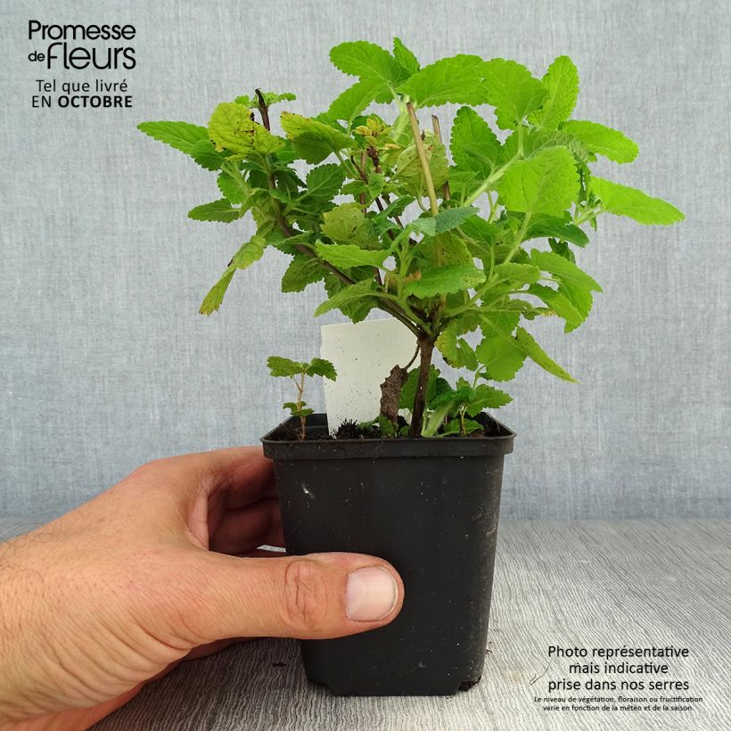 Esemplare di Teucrium hircanicum - Camedrio iraniano Vasetto da 8/9 cm come consegnato in autunno