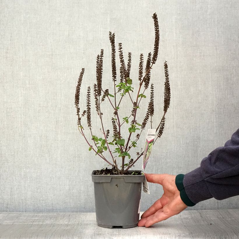 Esemplare di Teucrium hircanicum Paradise Delight - Camedrio iraniano Vaso da 2L/3L come consegnato in autunno