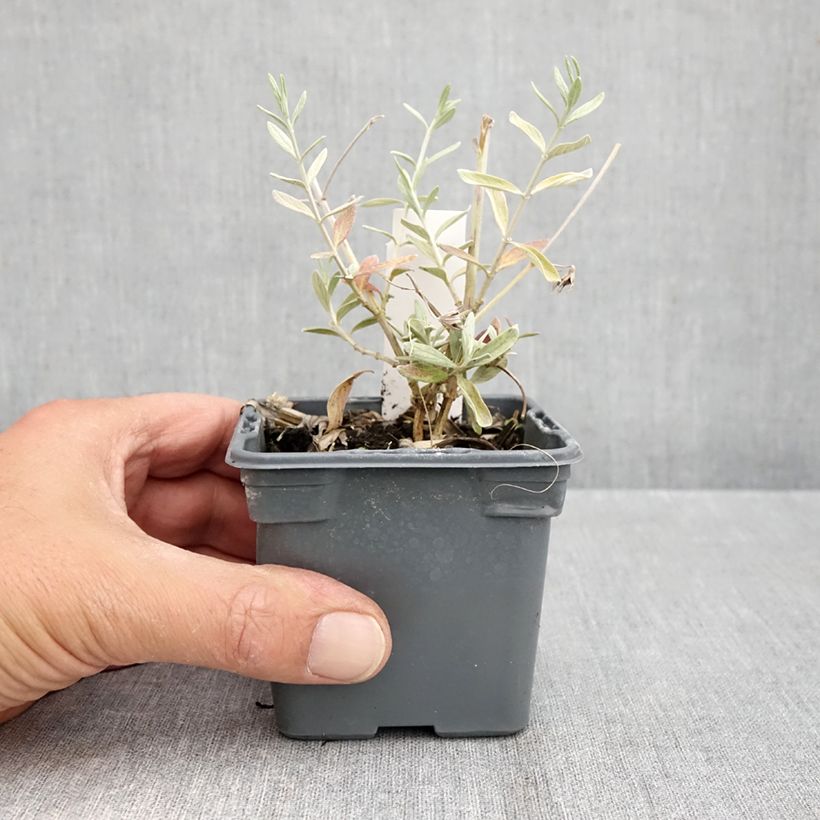 Esemplare di Teucrium Indyho Vasetto da 8/9 cm come consegnato in autunno