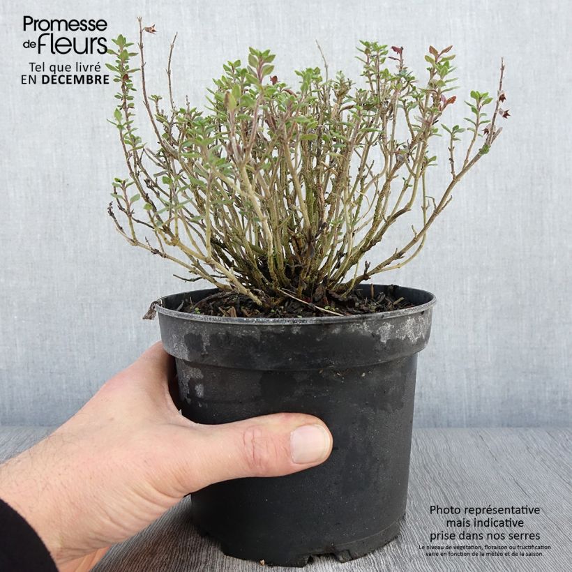 Esemplare di Teucrium lucidrys Vaso da 2L/3L come consegnato in autunno