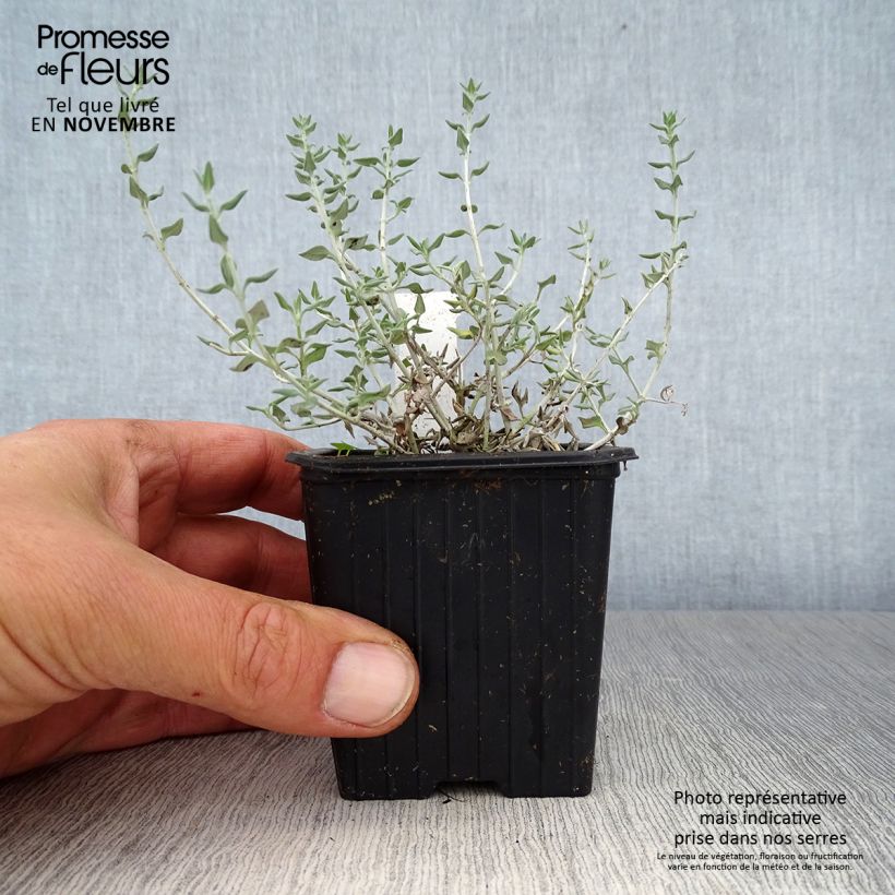 Esemplare di Teucrium marum - Camedrio maro Vasetto da 8/9 cm come consegnato in autunno
