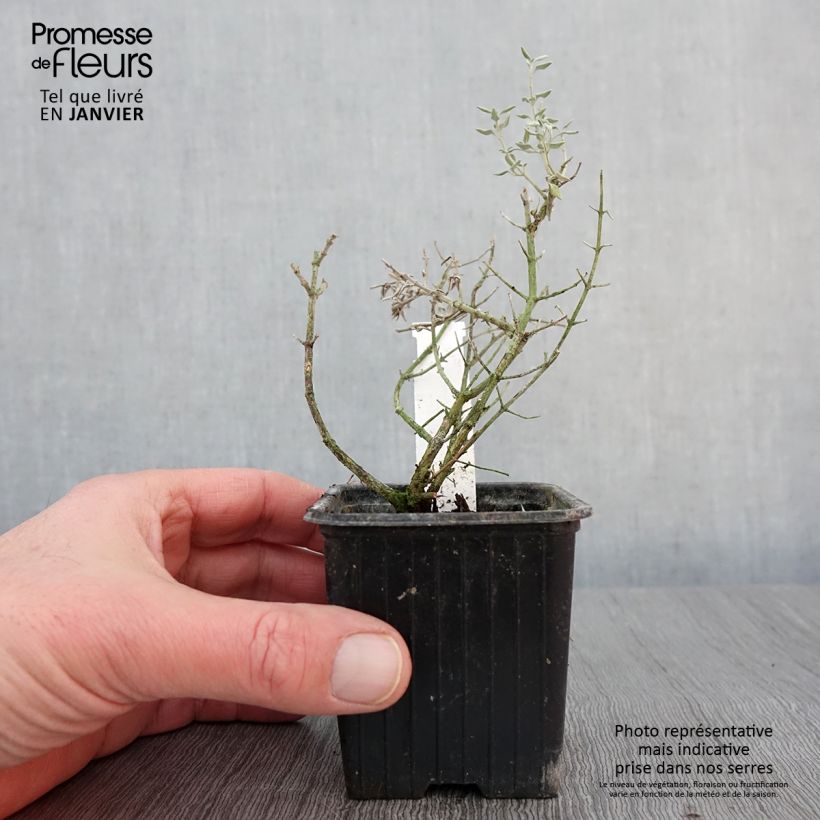 Teucrium marum - Camedrio maro Vasetto da 8/9 cm esemplare consegnato in inverno