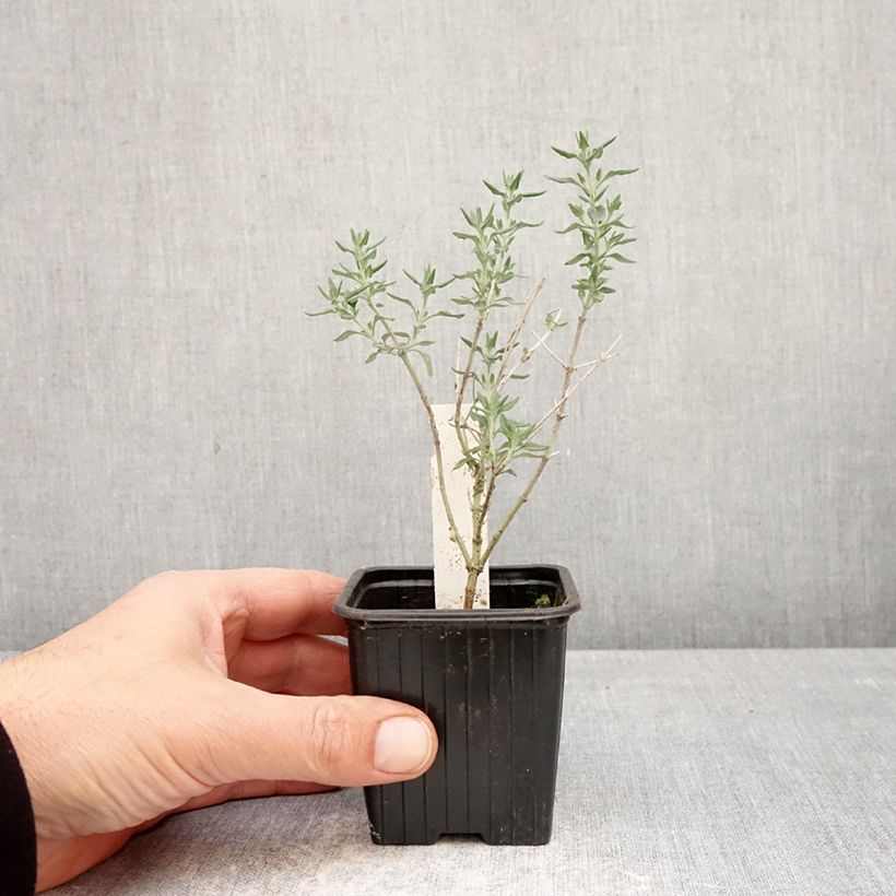 Teucrium marum - Camedrio maro Vasetto da 8/9 cm esemplare consegnato in primavera