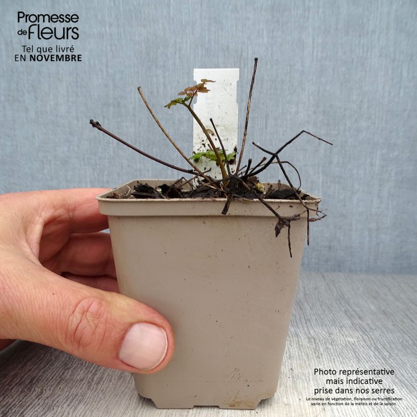 Esemplare di Thalictrum Anne - Pigamo Vasetto da 8/9 cm come consegnato in autunno