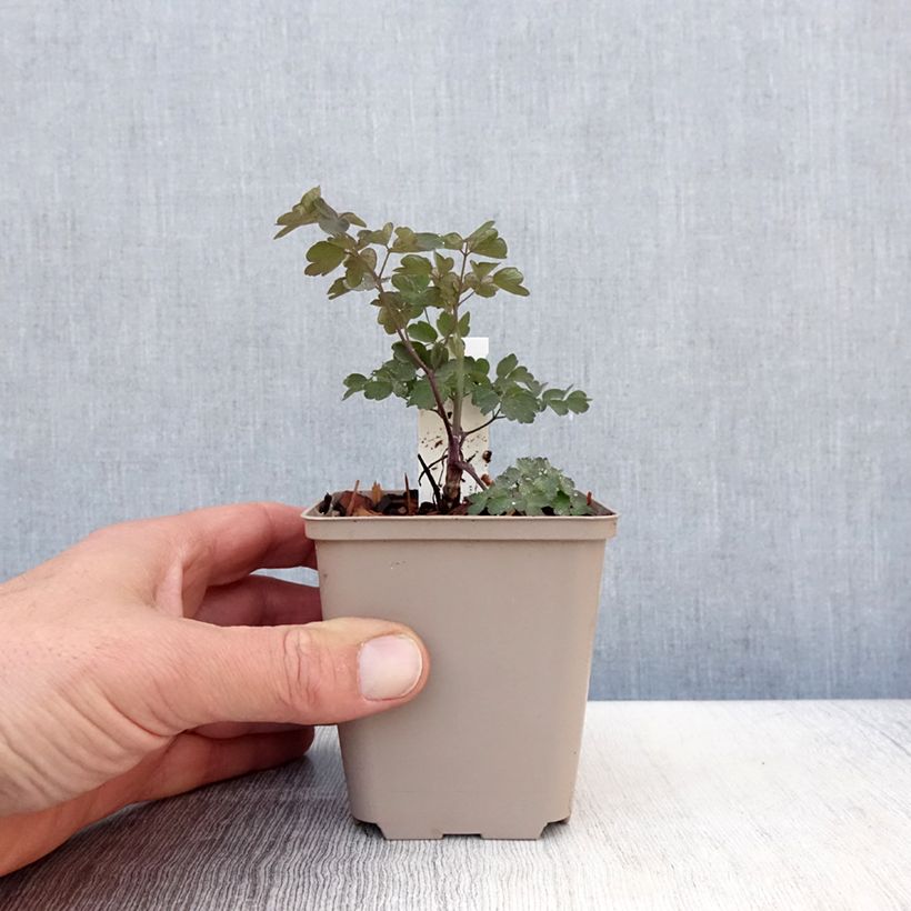 Thalictrum Anne - Pigamo Vasetto da 8/9 cm esemplare consegnato in primavera