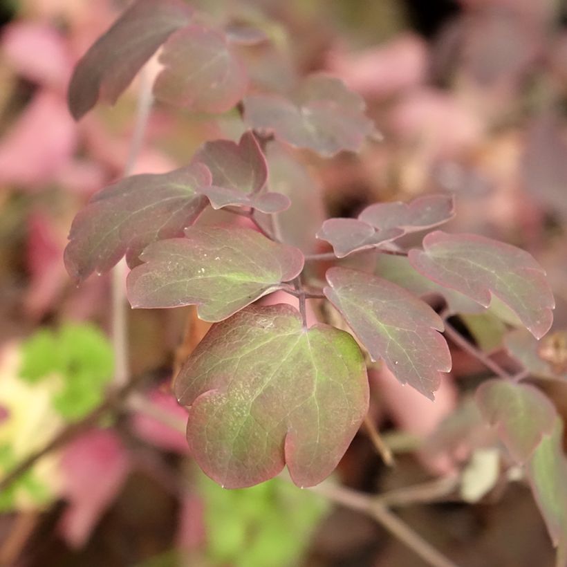 Thalictrum Anne - Pigamo (Fogliame)