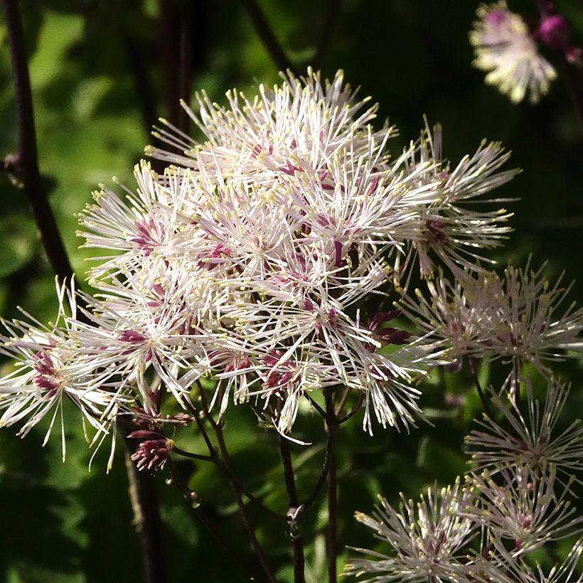 Thalictrum aquilegifolium Album - Pigamo colombino (Fogliame)