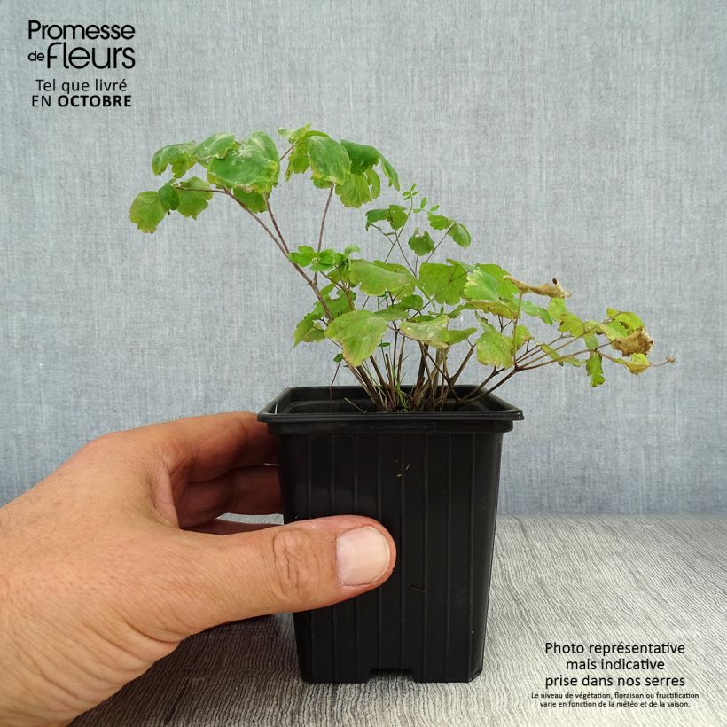 Esemplare di Thalictrum aquilegiifolium - Pigamo colombino Vasetto da 7/8 cm come consegnato in autunno