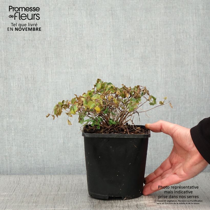 Esemplare di Thalictrum aquilegifolium Thundercloud - Pigamo colombino Vaso da 2L/3L come consegnato in autunno