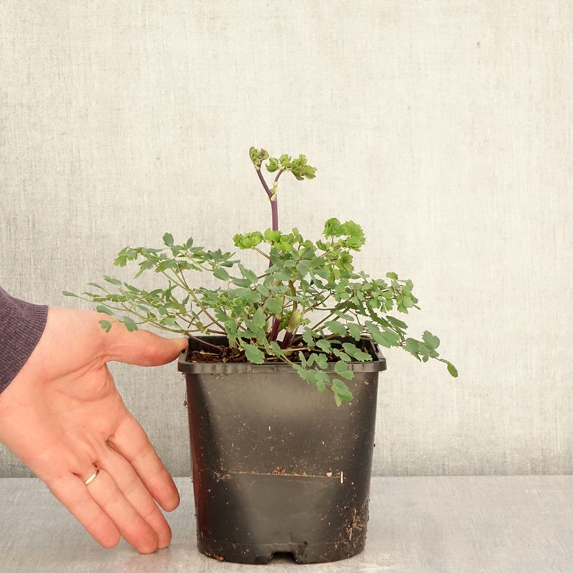 Thalictrum aquilegifolium Thundercloud - Pigamo colombino Vaso da 2L/3L esemplare consegnato in primavera