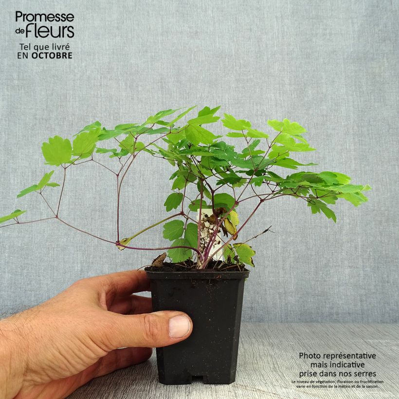 Esemplare di Thalictrum Black Stockings - Pigamo Vasetto da 8/9 cm come consegnato in autunno