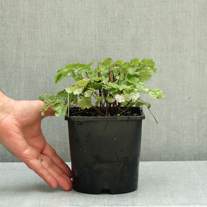Esemplare di Thalictrum Black Stockings - Pigamo Vaso da 2L/3L come consegnato in autunno