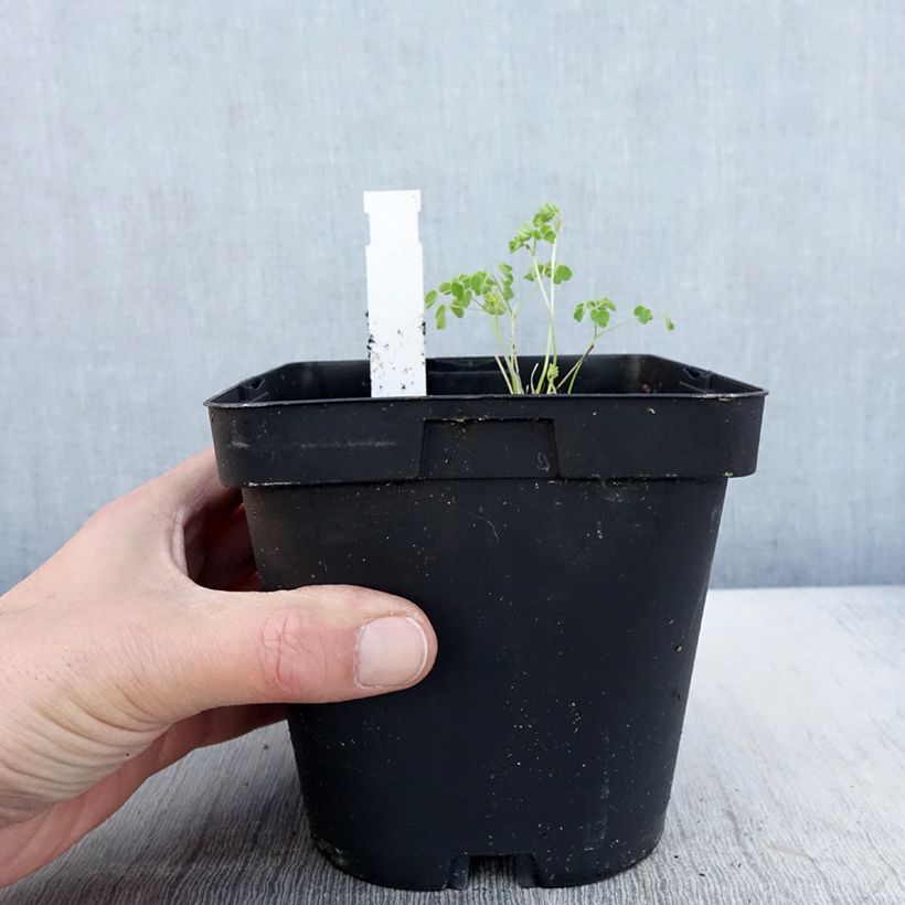 Thalictrum delavayi Album - Pigamo Vaso da 2L/3L esemplare consegnato in primavera