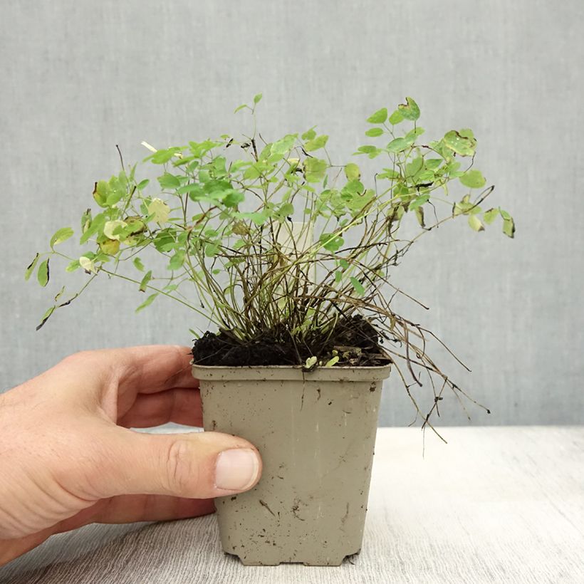 Esemplare di Thalictrum delavayi Ankum - Pigamo Vasetto da 8/9 cm come consegnato in autunno