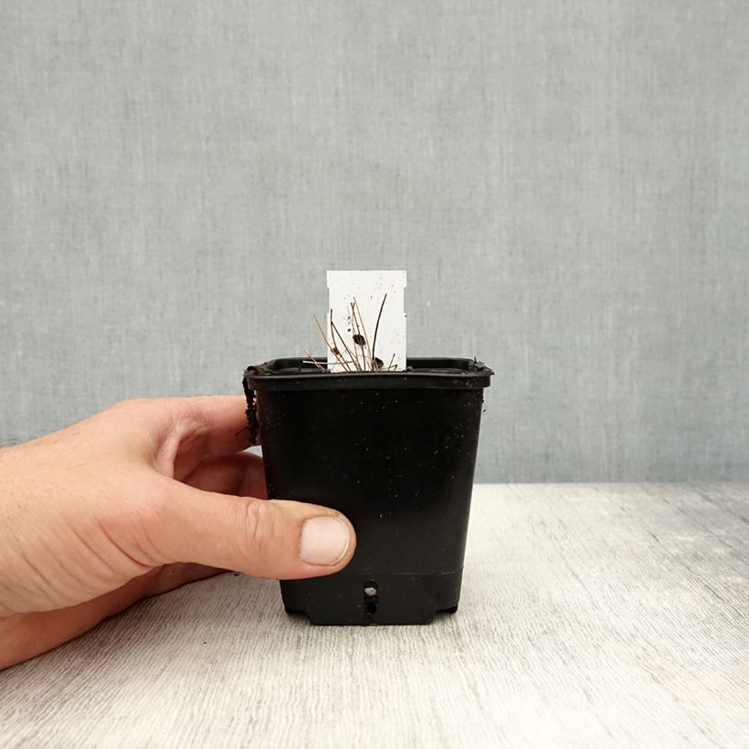 Esemplare di Thalictrum delavayi - Pigamo Vasetto da 8/9 cm come consegnato in autunno