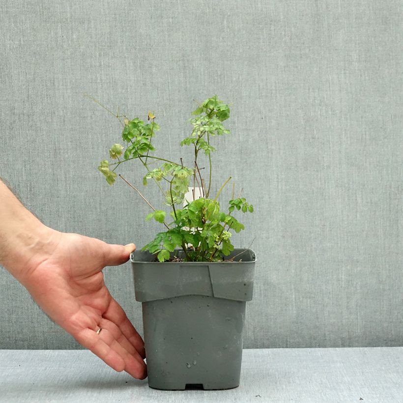 Esemplare di Thalictrum delavayi Hewitt's double - Pigamo Vaso da 2L/3L come consegnato in autunno