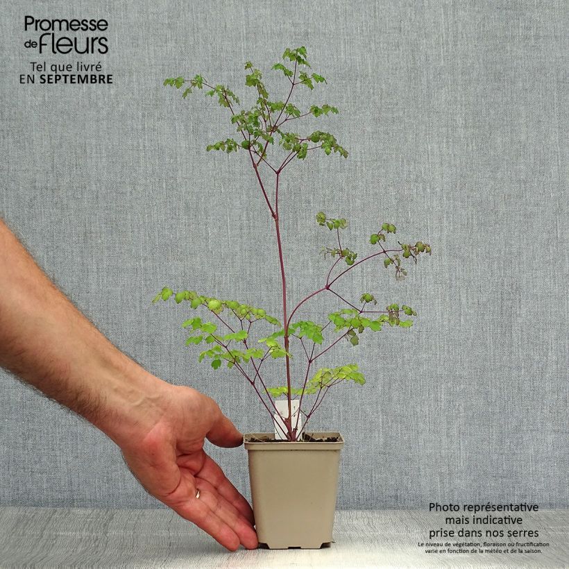 Esemplare di Thalictrum delavayi Hinckley - Pigamo Vasetto da 8/9 cm come consegnato in autunno