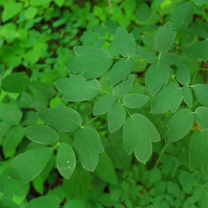 Thalictrum delavayi Splendide - Pigamo (Fogliame)