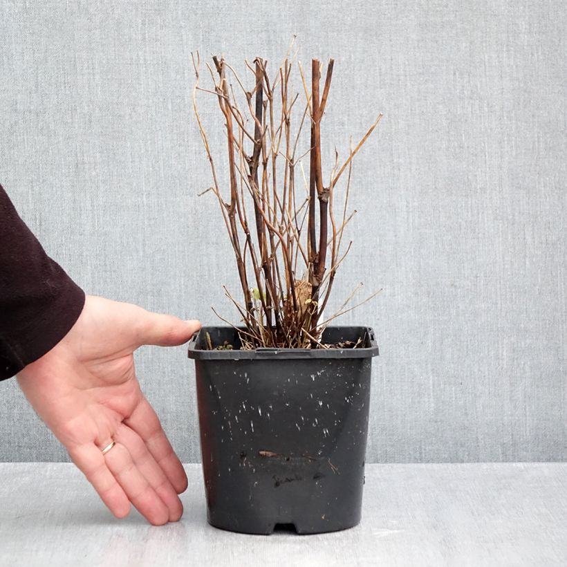 Esemplare di Thalictrum delavayi Splendide Album - Pigamo Vaso da 2L/3L come consegnato in autunno