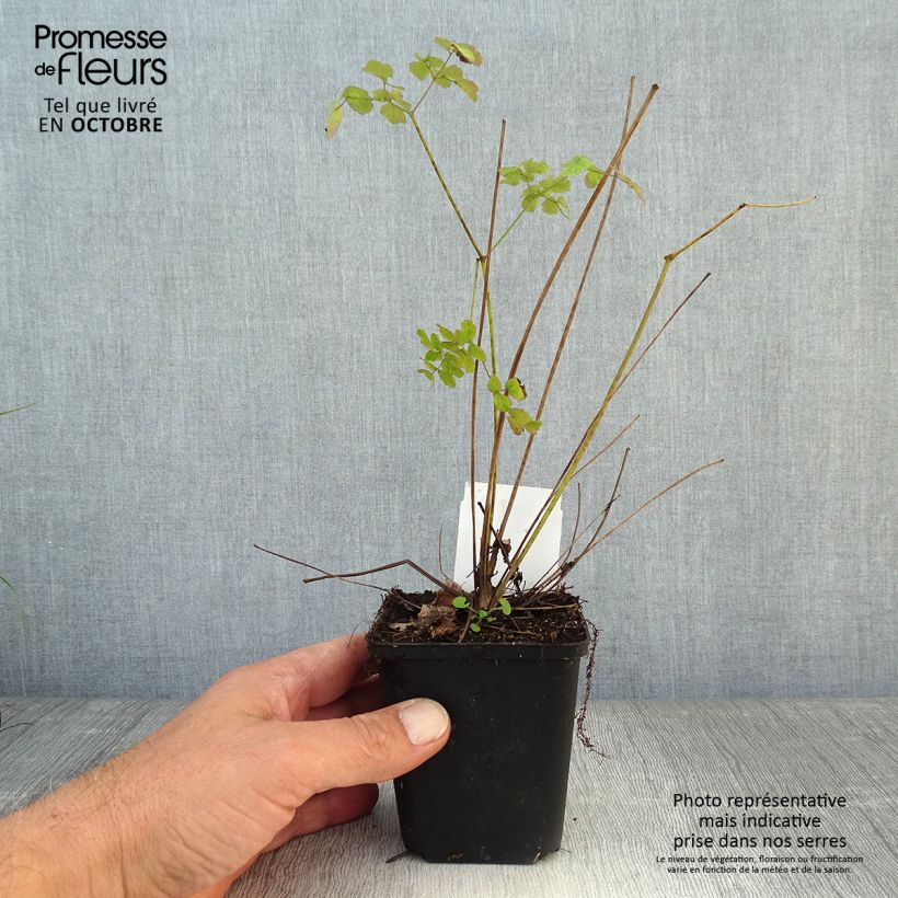 Esemplare di Thalictrum delavayi Splendide - Pigamo Vasetto da 8/9 cm come consegnato in autunno