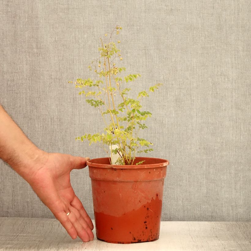 Esemplare di Thalictrum delavayi Splendide - Pigamo Vaso da 2L/3L consegnato in estate