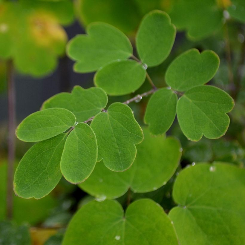 Thalictrum Elin - Pigamo (Fogliame)