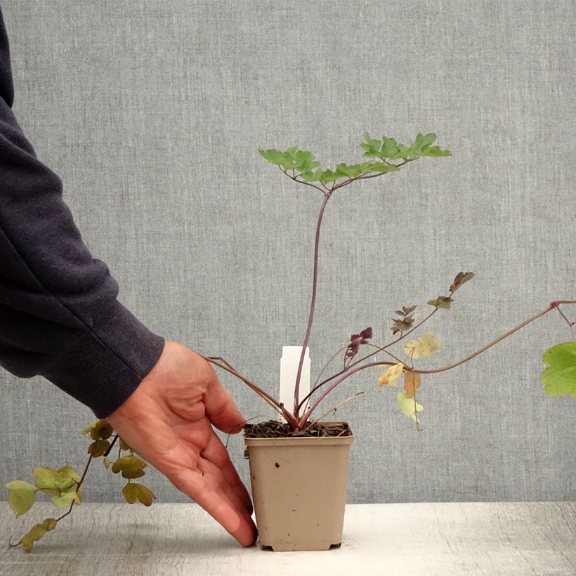 Esemplare di Thalictrum Elin - Pigamo Vasetto da 8/9 cm consegnato in estate