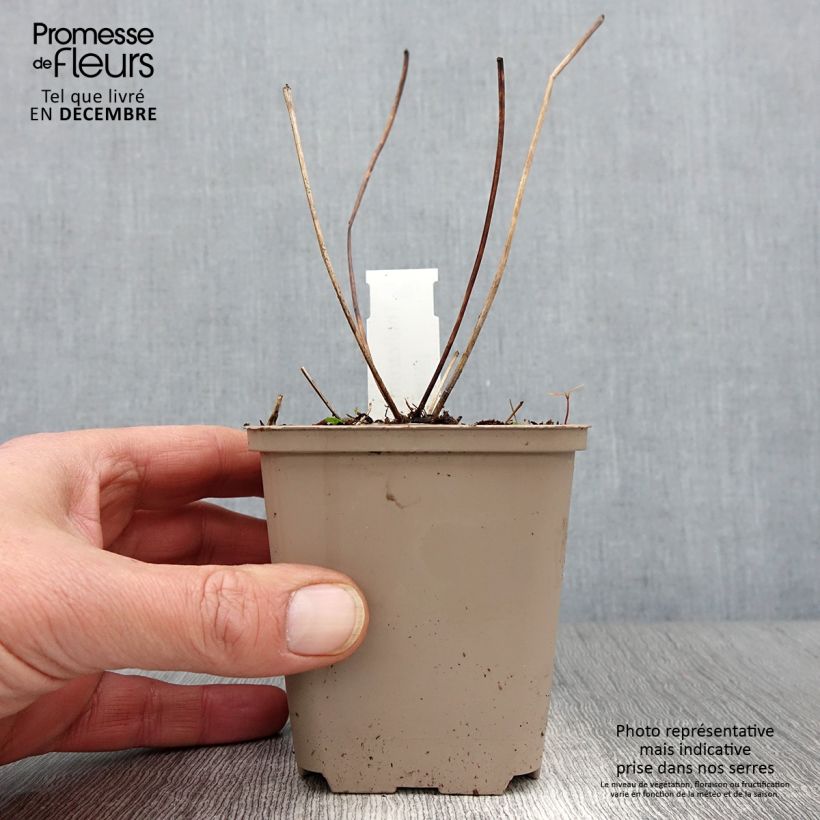 Esemplare di Thalictrum Elin - Pigamo Vasetto da 8/9 cm come consegnato in autunno