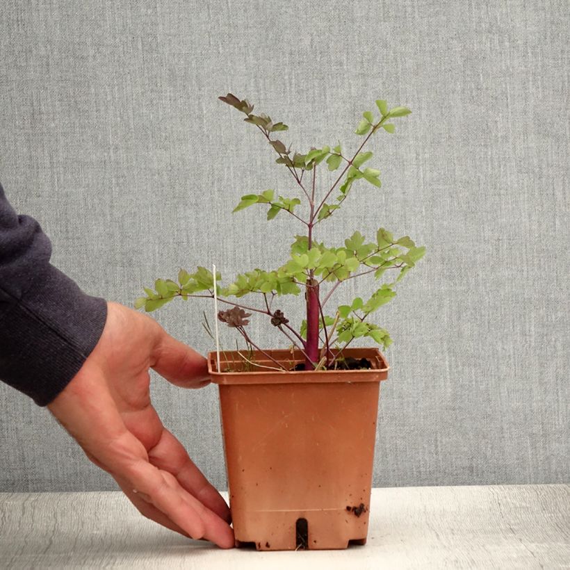 Esemplare di Thalictrum Elin - Pigamo Vaso da 1L/1,5L consegnato in estate