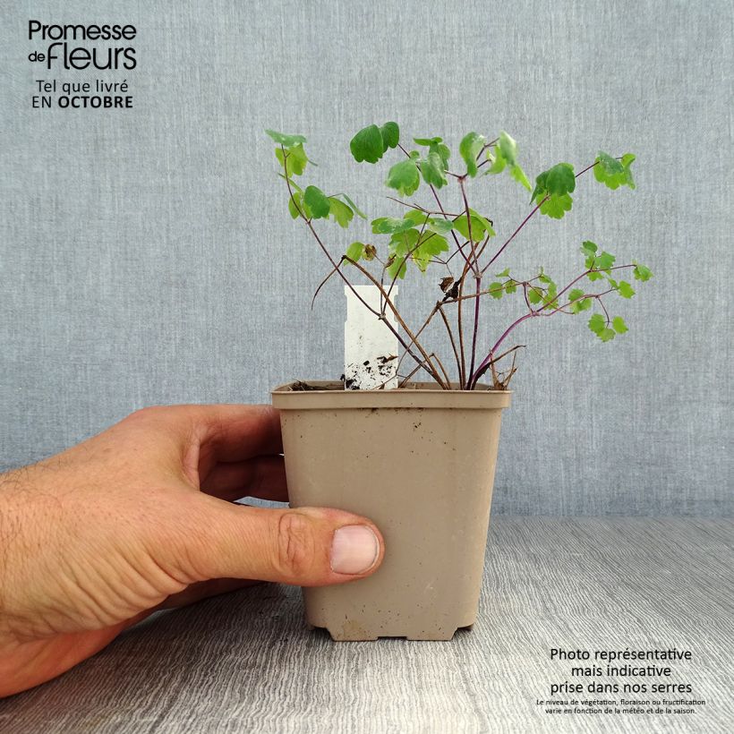 Esemplare di Thalictrum Little Pinkie - Pigamo Vasetto da 8/9 cm come consegnato in autunno