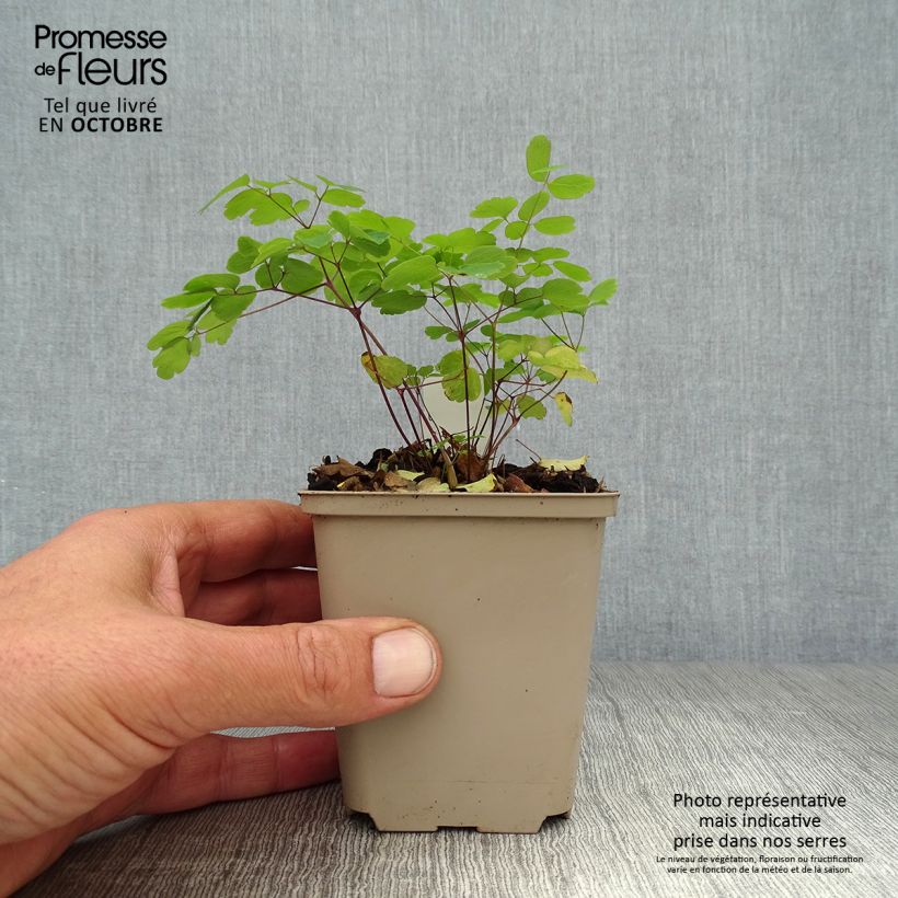 Esemplare di Thalictrum rochebrunianum - Pigamo Vasetto da 8/9 cm come consegnato in autunno