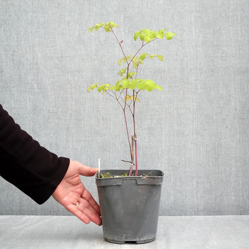 Esemplare di Thalictrum rochebrunianum - Pigamo Vaso da 2L/3L come consegnato in autunno