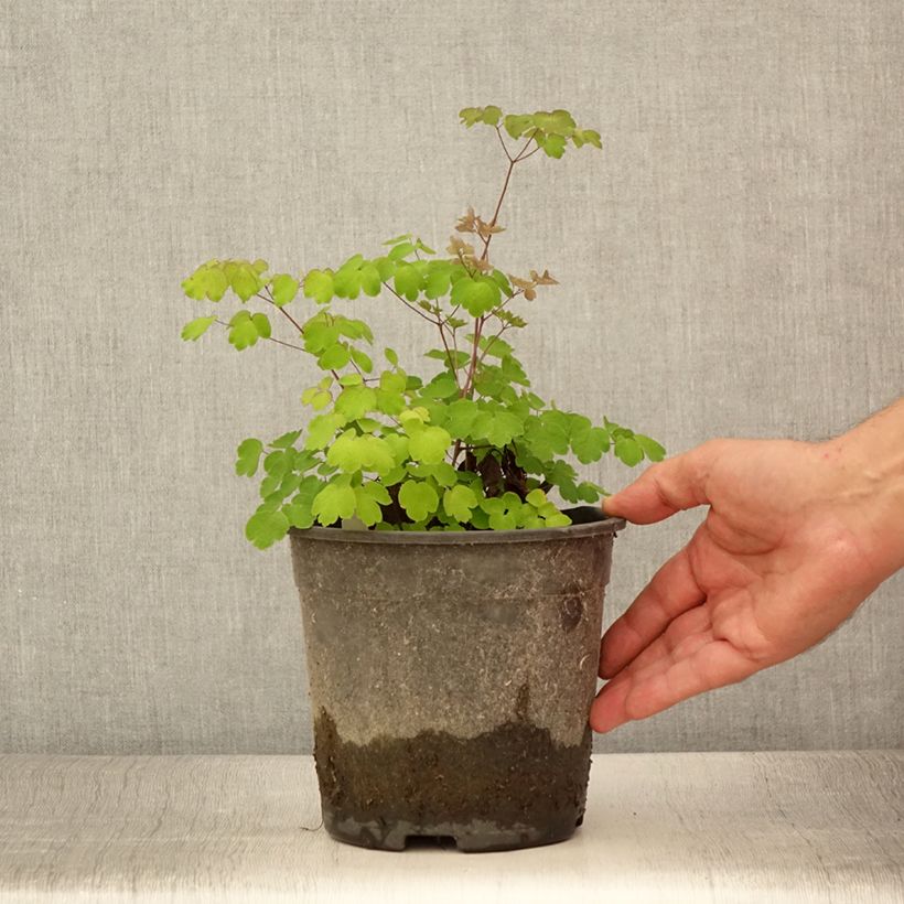 Esemplare di Thalictrum rochebrunianum - Pigamo Vaso da 2L/3L consegnato in estate