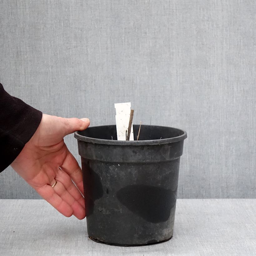 Thalictrum rochebrunianum - Pigamo Vaso da 2L/3L esemplare consegnato in inverno