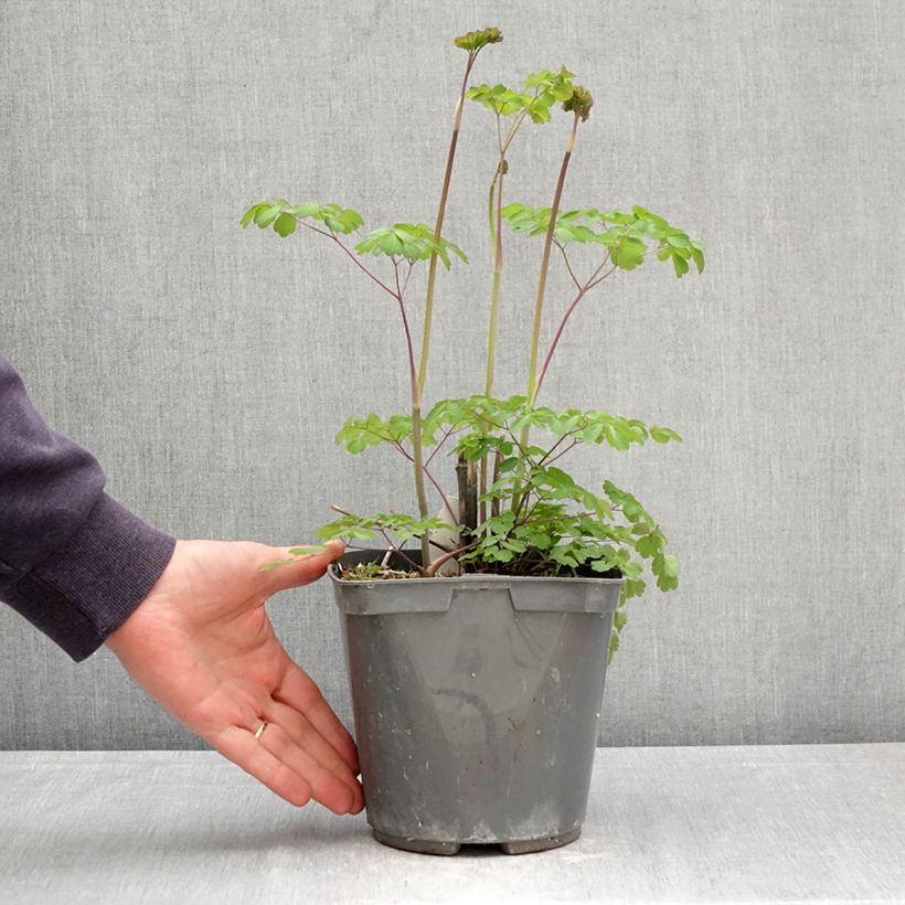 Thalictrum rochebrunianum - Pigamo Vaso da 2L/3L esemplare consegnato in primavera